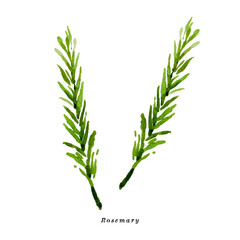ローズマリーの手描き水彩イラスト