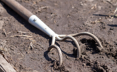 Planting flowers in the garden. A metal small rake with a wooden handle for gardening lies on the ground in a vegetable garden or orchard with stuck clods of soil.