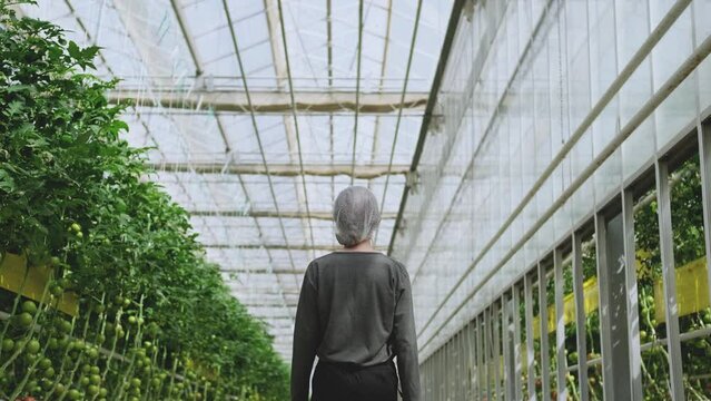 back view of woman walking in greenhouse. Woman farmer checking tomatoes agriculture in modern farm. Unknown agronom inspecting organic vegetable harvest in greenhouse.
