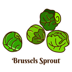 Hand drawn flat cartoon vector illustration of Brussels sprouts isolated on white background