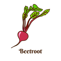 Hand drawn flat cartoon vector illustration of beetroot isolated on white background