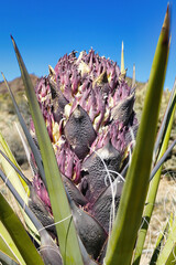 Flower bud of the Mojave yucca or Spanish dagger (Yucca schidigera) in the Mojave Desert, California, USA
