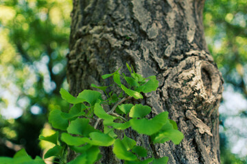 新緑のイチョウの木　爽やかな木漏れ日のリフレッシュイメージ背景素材