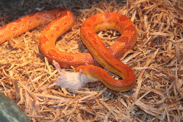 lizard on the ground