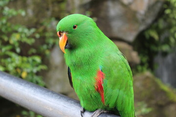 green winged macaw