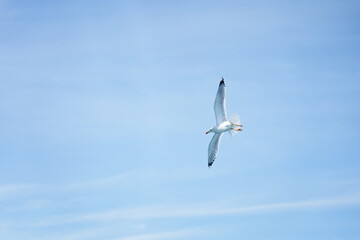 seagull in the sky