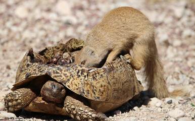 Yellow Mongoose feeding from a dead Leopard Tortoise, Kgalagadi, South Africa