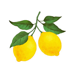 Lemon branch illustration, isolated on white background. Watercolor lemon branch digital art.