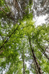 Bottom-up view of the crown of tall trees