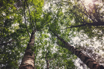 Fototapeta premium Bottom-up view of the crown of tall trees