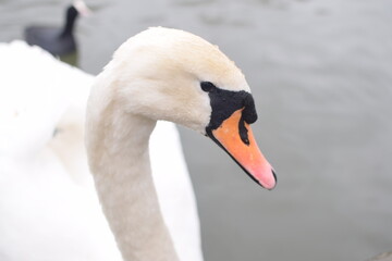 swan