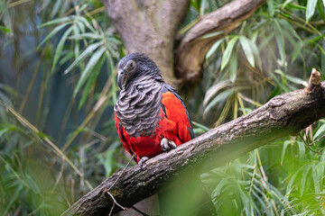 Portrait of Pesquet's parrot perching