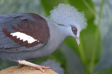 Portrait of Western Crowned Pigeon (Goura cristata)