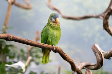 Portrait of Yellow billed amazon (Amazona collaria) perching on a branch
