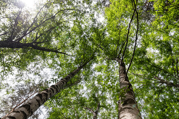 Bottom-up view of the crown of tall trees