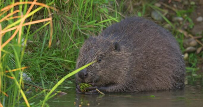 A Eurasian beaver eating in the morning