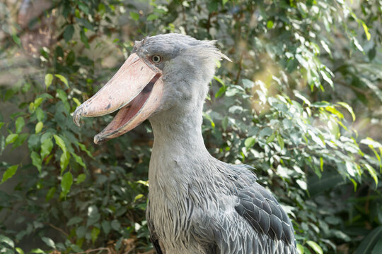 Portrait of Shoebill (Balaeniceps rex) also known as whale-headed stork or shoebill stork