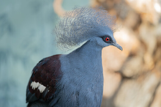 western crowned pigeon