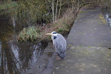 heron