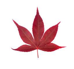 Fall maple leaf isolated on white background