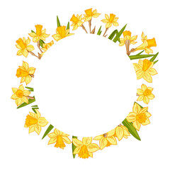 Flowers vector line drawing. Daffodils line drawn on a white background. Spring flowers. Sketch color line.