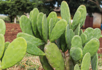 Fototapeta na wymiar cactus in the garden