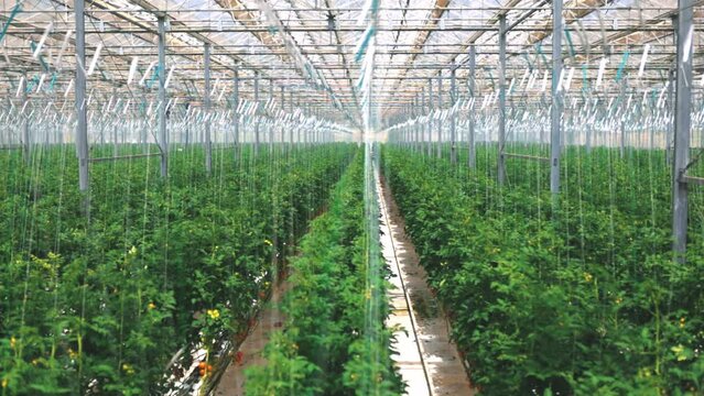 Two sections of rose beds in greenhouse. Aerial footage above growing tomato in the greenhouse with high tech technology.