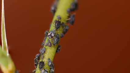 Pulgones sobre planta.