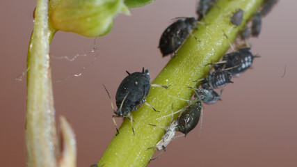 Pulgones sobre planta.