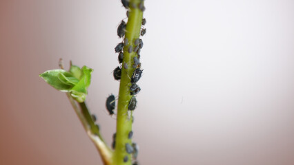 Pulgones sobre planta.