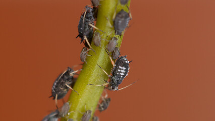 Pulgones sobre planta.