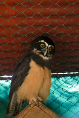 animals in the peruvian amazon