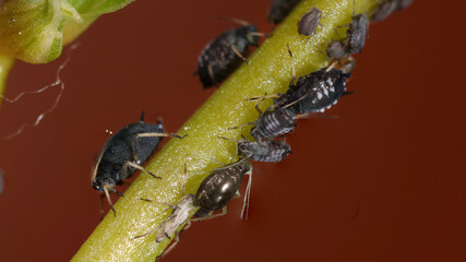 Pulgones sobre planta.