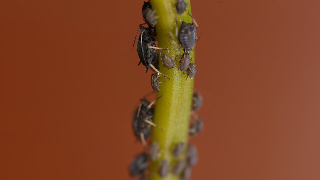 Pulgones sobre planta.