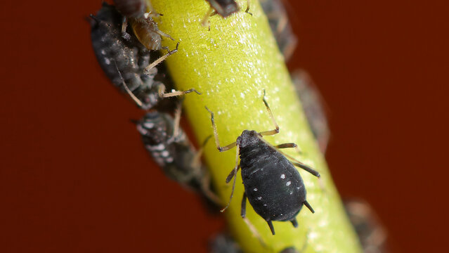 Pulgones sobre planta.