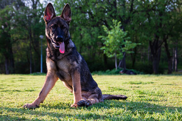 cute dog on the lawn