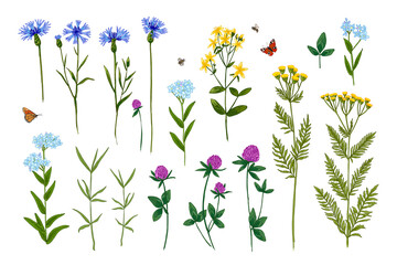 Wild herbs. Wildflowers summer. Red poppies, cornflowers, forget-me-nots, yellow buttercups, ferns - obrazy, fototapety, plakaty