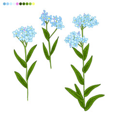 Fototapeta na wymiar Wildflowers, forget-me-not blue flower. Vector sketch of summer flowers