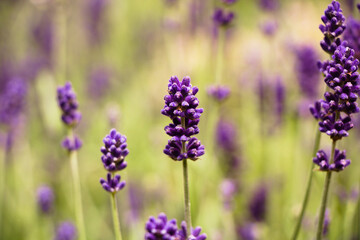 lavender field 