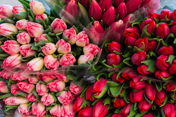 Assortment of bright tulip flowers as background, closeup