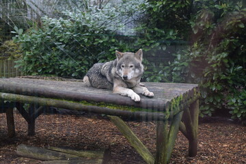 wolf