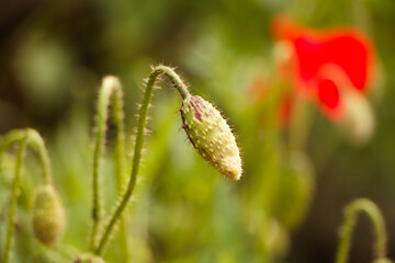 Bud of poppy with copy space