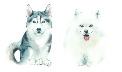 Cartoon Fluffy Dogs. Husky and Samoyed. Watercolor hand drawn illustration