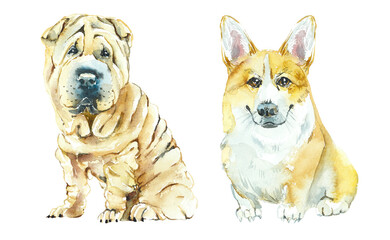 Cartoon Fluffy Dogs. Corgi and Sharpei. Watercolor hand drawn illustration