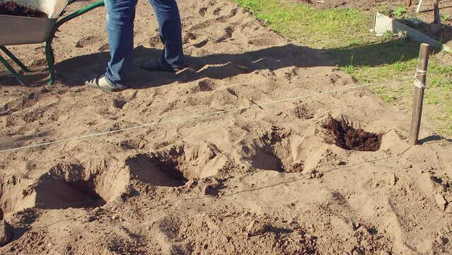 A man pours humus or compost into the holes with a shovel. The concept of applying organic fertilizer on an agricultural plot, farm. Working in the garden, sowing and planting plants. UHD 4K.