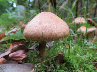 single mushroom in the forest