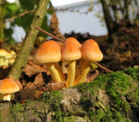 group of mushrooms in the forest