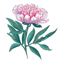 Peony with leaves. Sketch of flowers color line on a white background. Botanical illustration vector