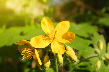 Celandine plant with yellow flowers growing outdoors, closeup