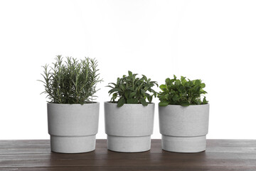 Pots with sage, mint and rosemary on wooden table against white background